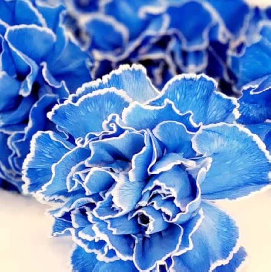 Dark Blue Carnation Flower Seeds – Heirloom, Non-GMO Flower Seeds for Planting - Blue for planting in home garden